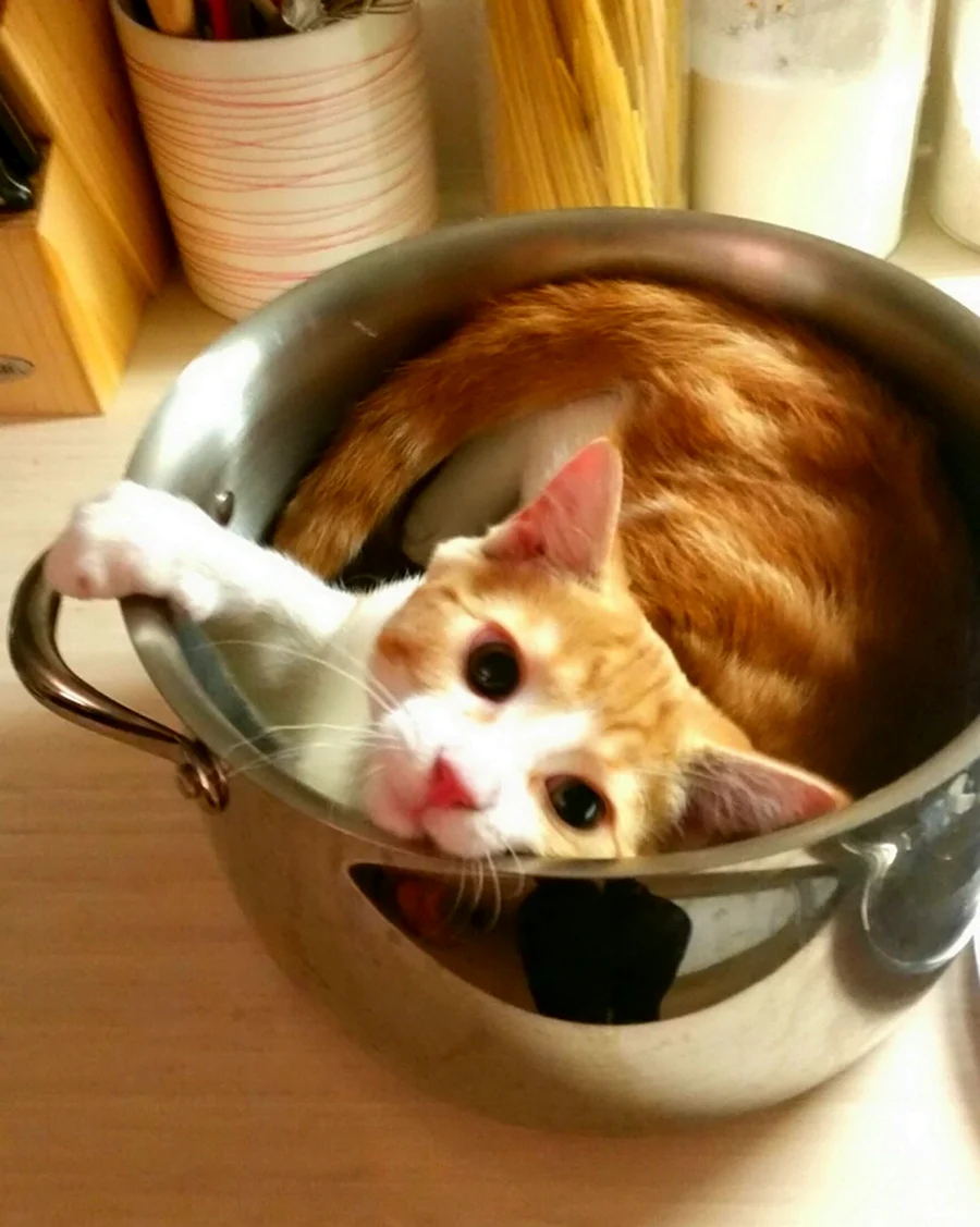 Суп с котом