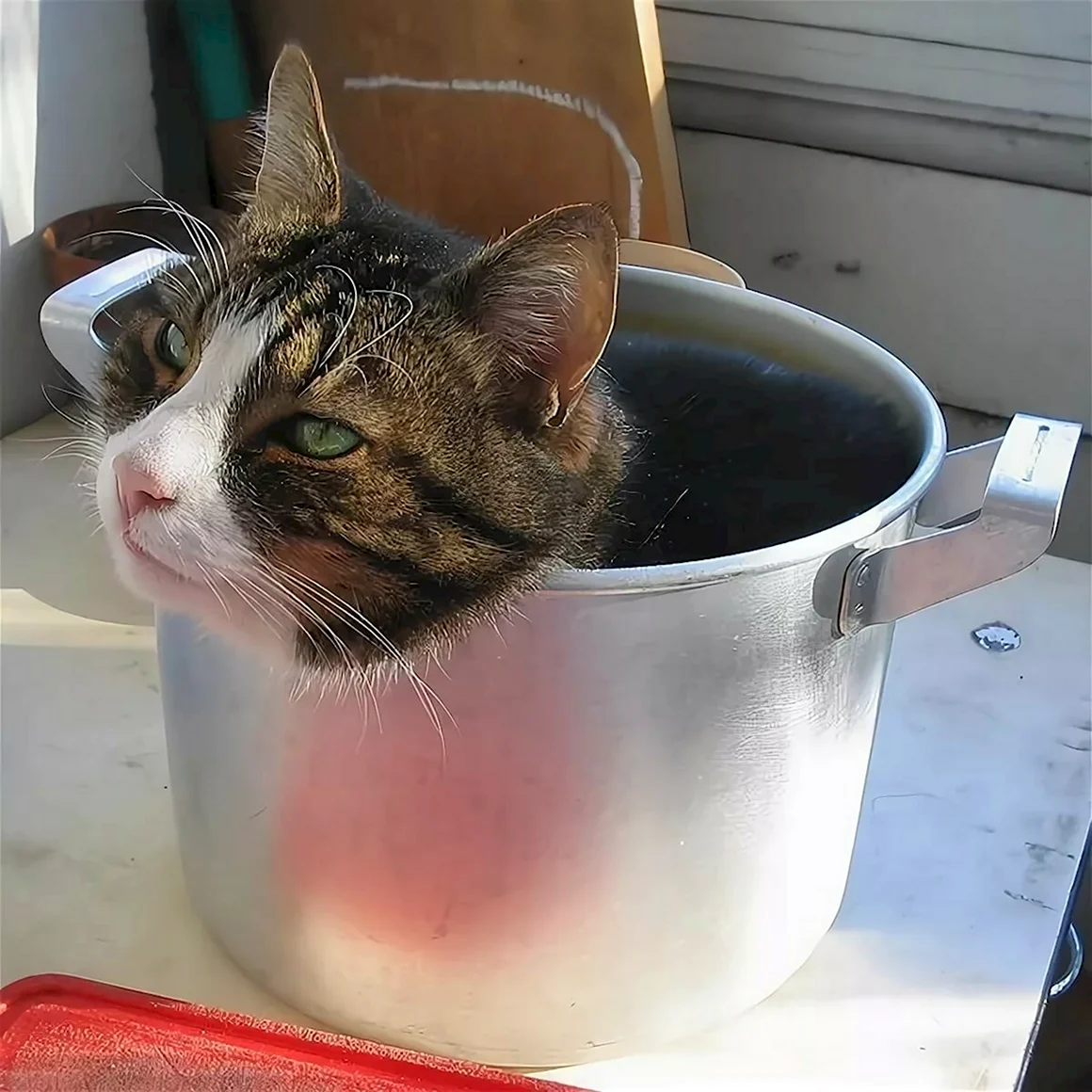 Суп с котом