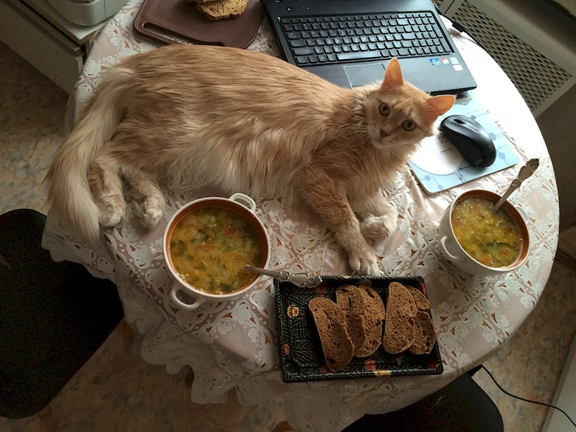 Суп с котом