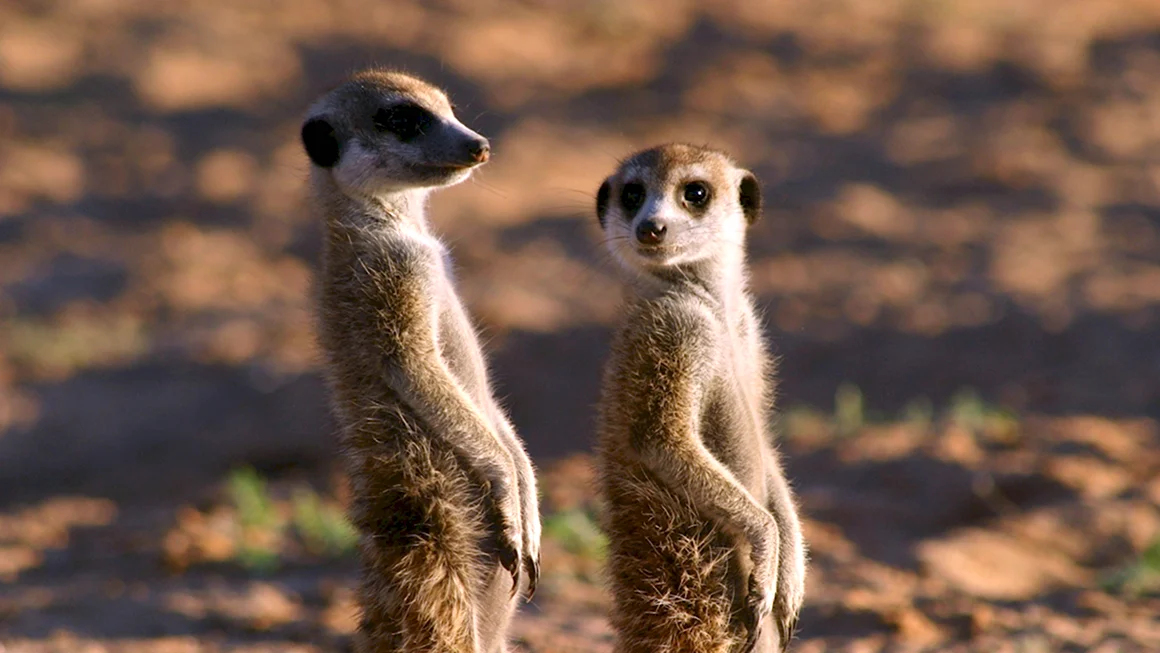 Сурикаты the Meerkats 2008