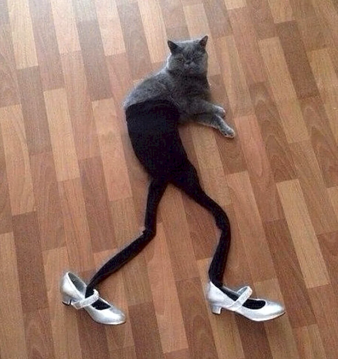 Сутулый кот