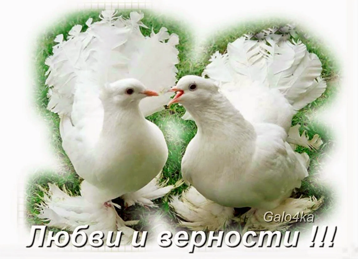 Свадебные голуби