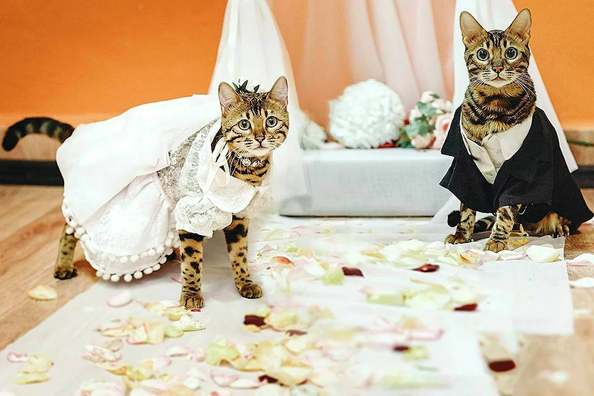 Свадебные кошки