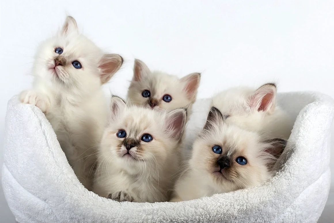 Священная бирманская кошка котята