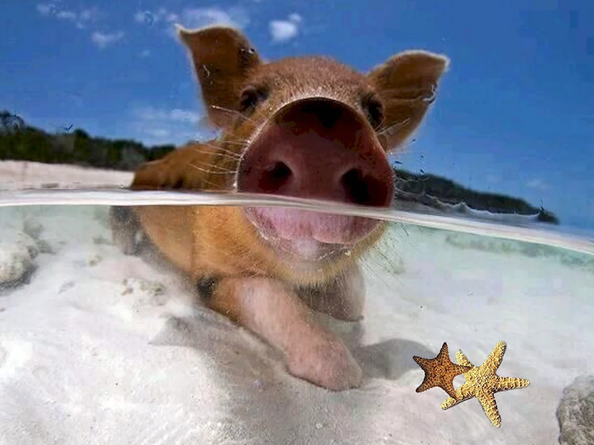 Свинья на море