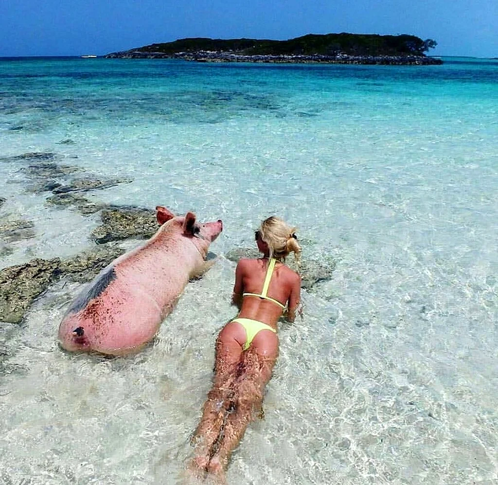 Свинья на пляже