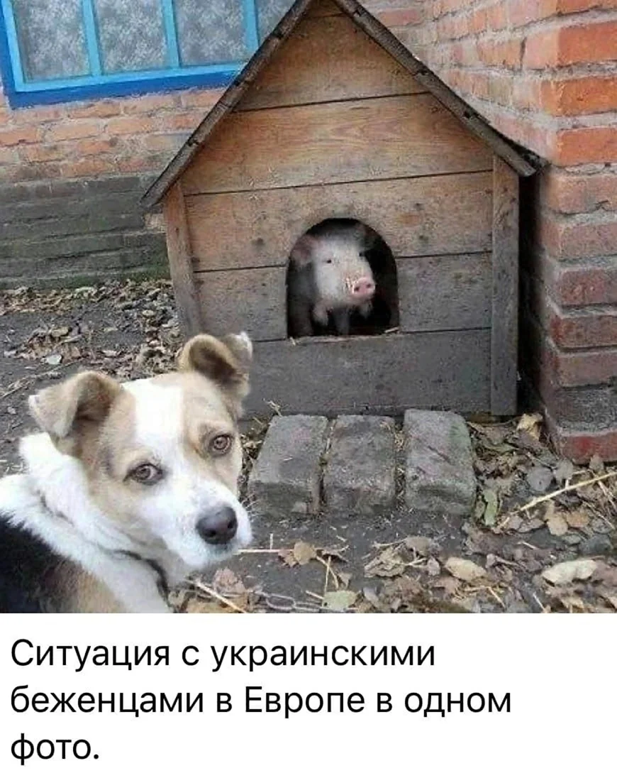 Свинья в будке