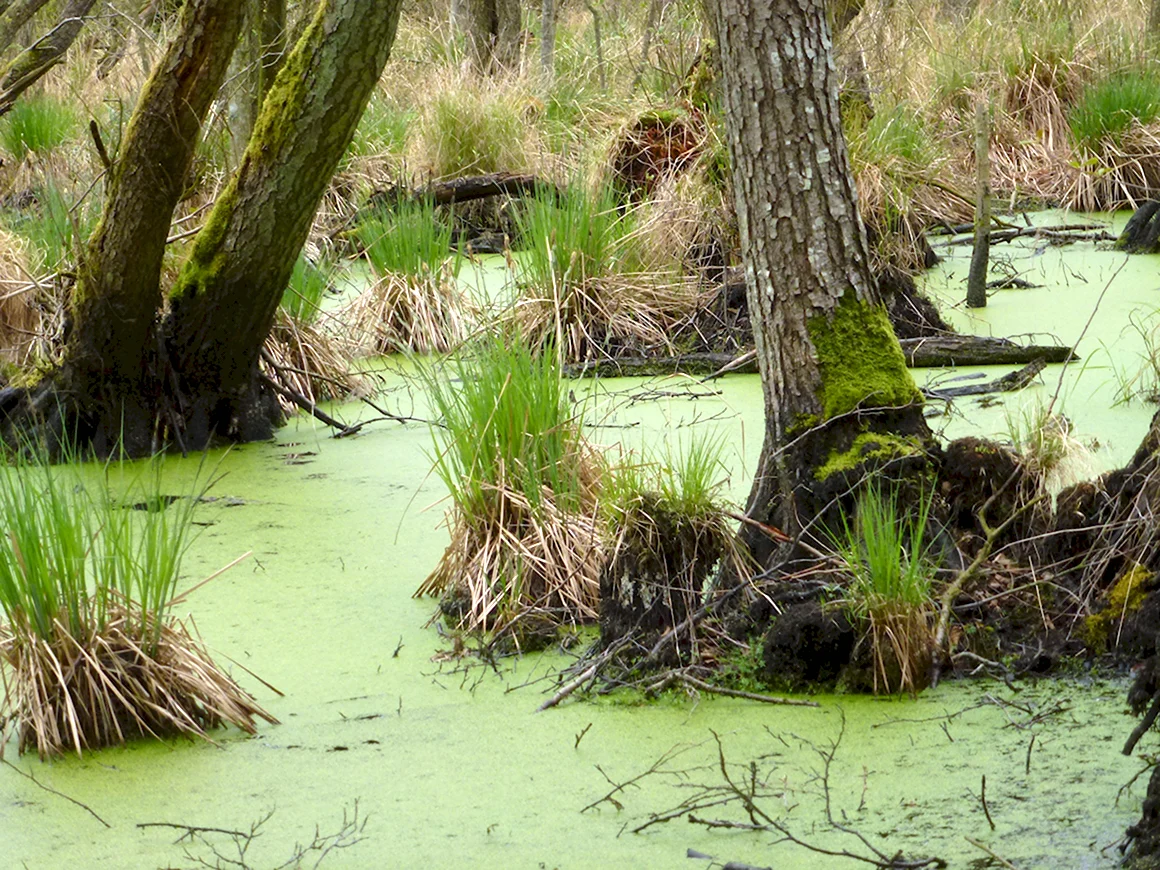 Swamp трясина