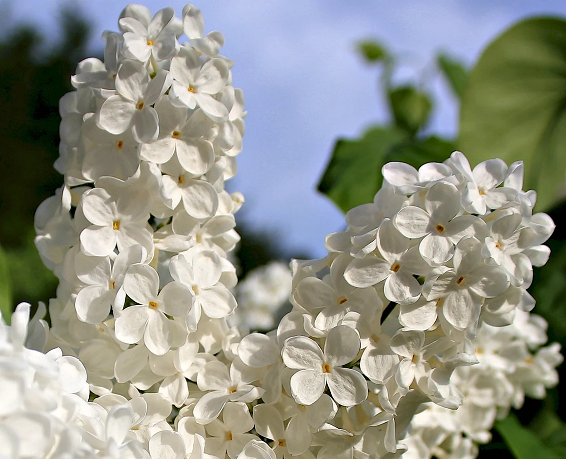 Syringa vulgaris Jan van tol