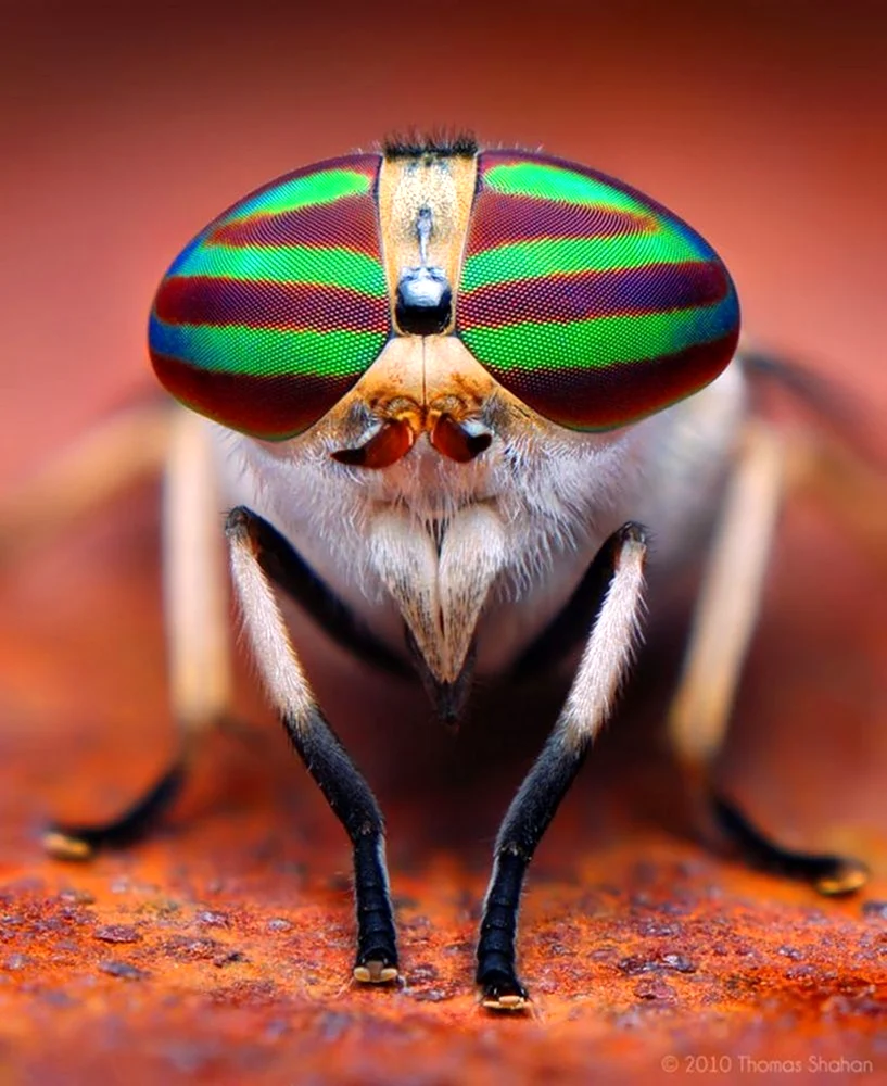 Tabanus lineola