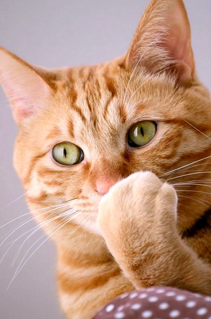 Tabby Cat рыжий