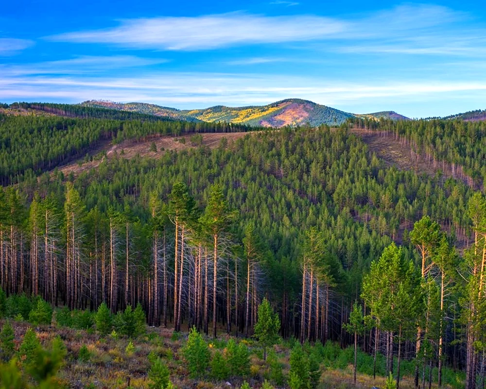 Тайга Сибири Красноярск