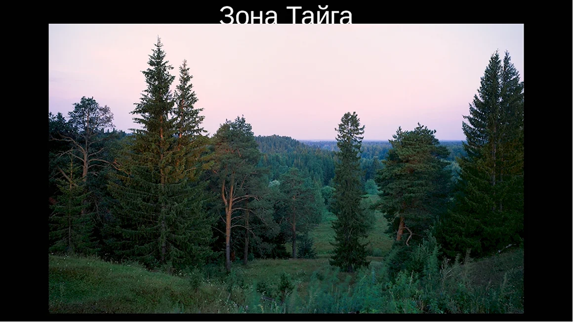 Темнохвойная Тайга Западной Сибири