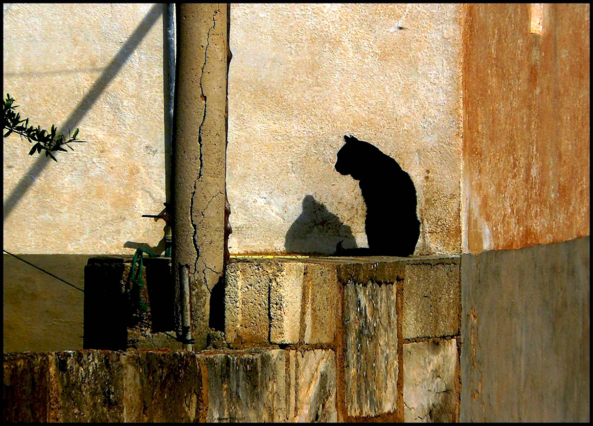 Тень кота