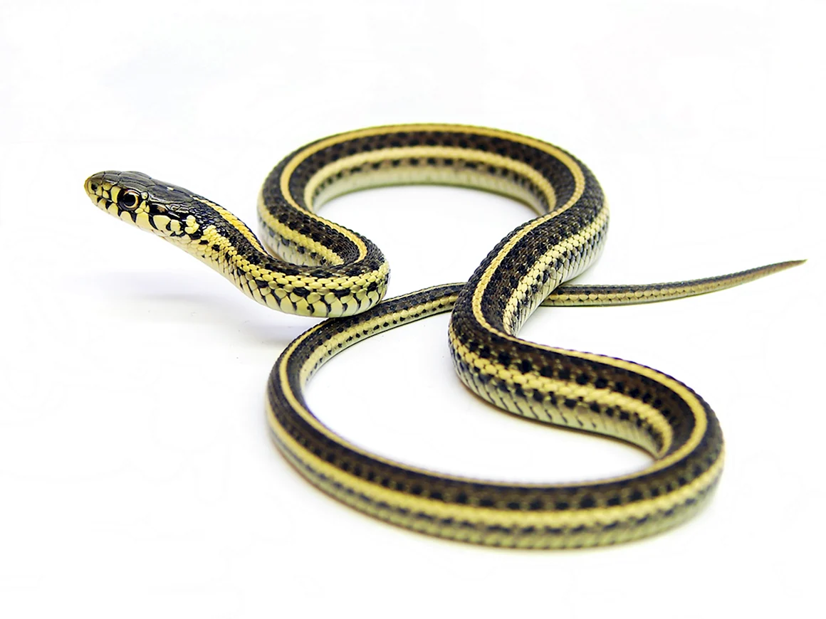 Thamnophis Radix