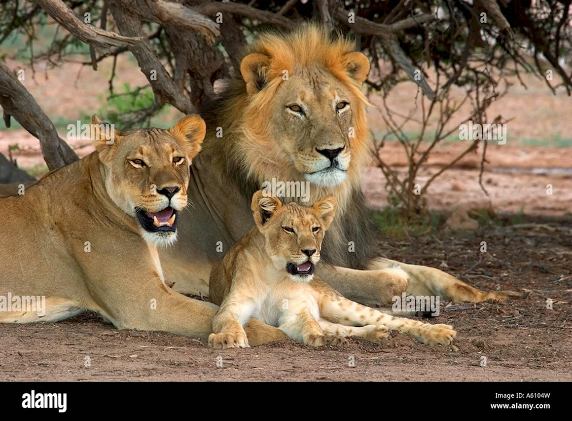 The big Wildlife Cats books