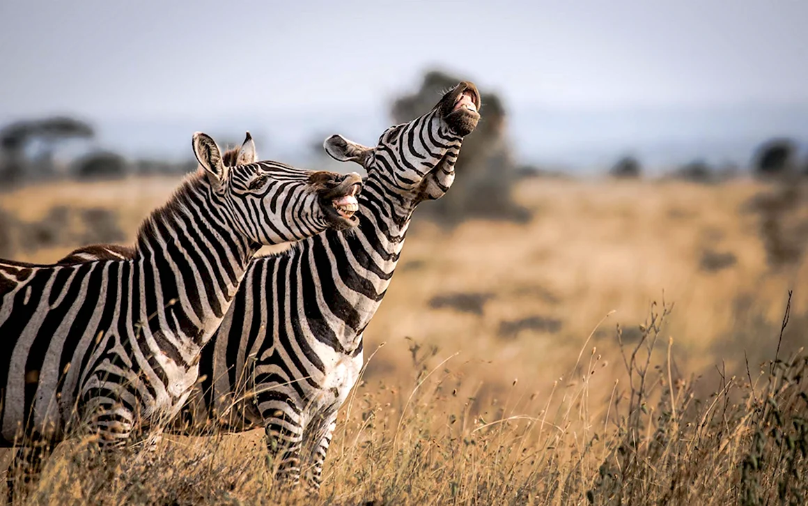 The comedy Wildlife 2020