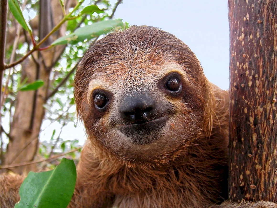 The Memory hind the Sloth