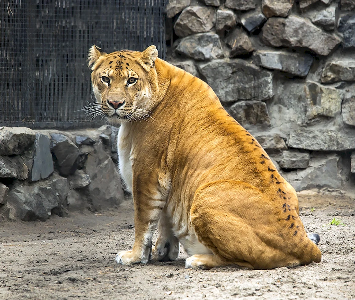 Тигролев и Лигр