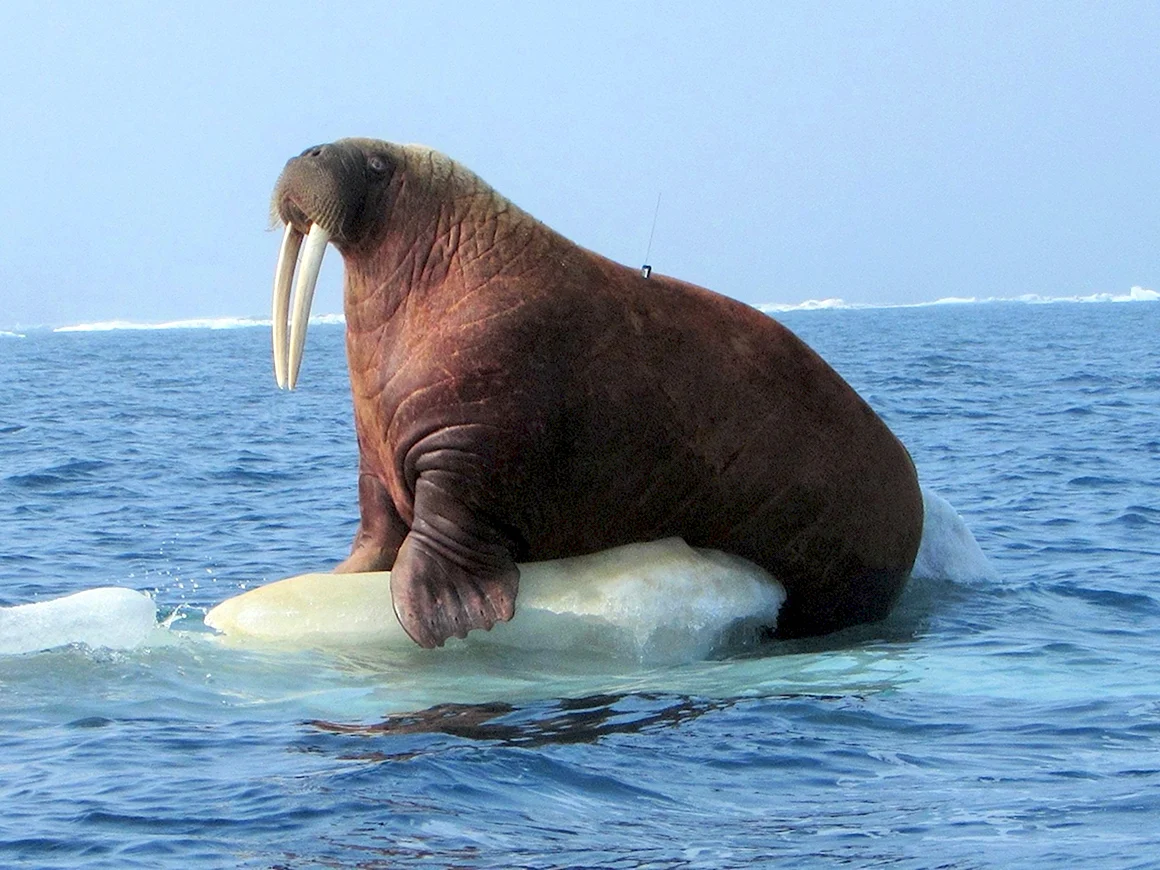 Тихоокеанский морж Odobenus rosmarus divergens