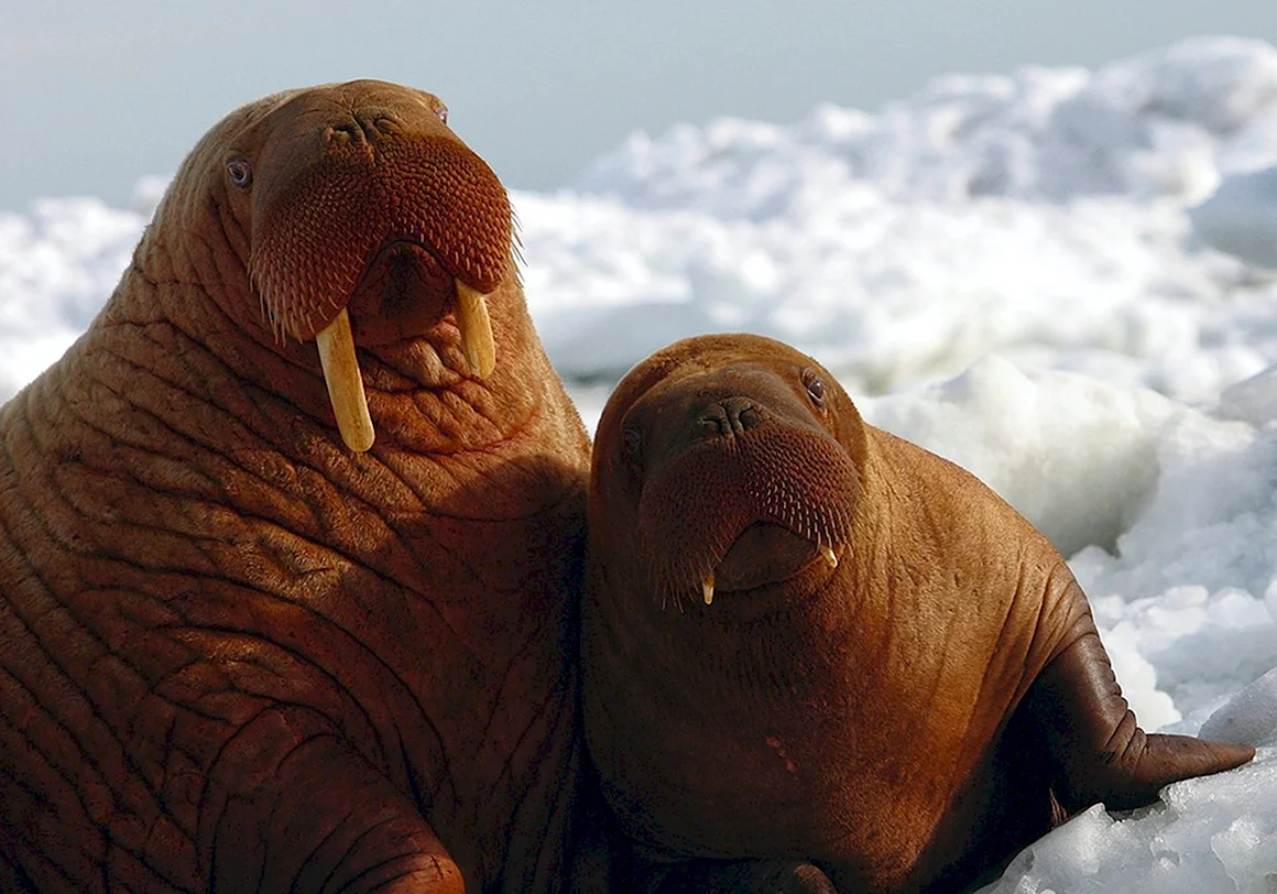 Тихоокеанский морж Odobenus rosmarus divergens
