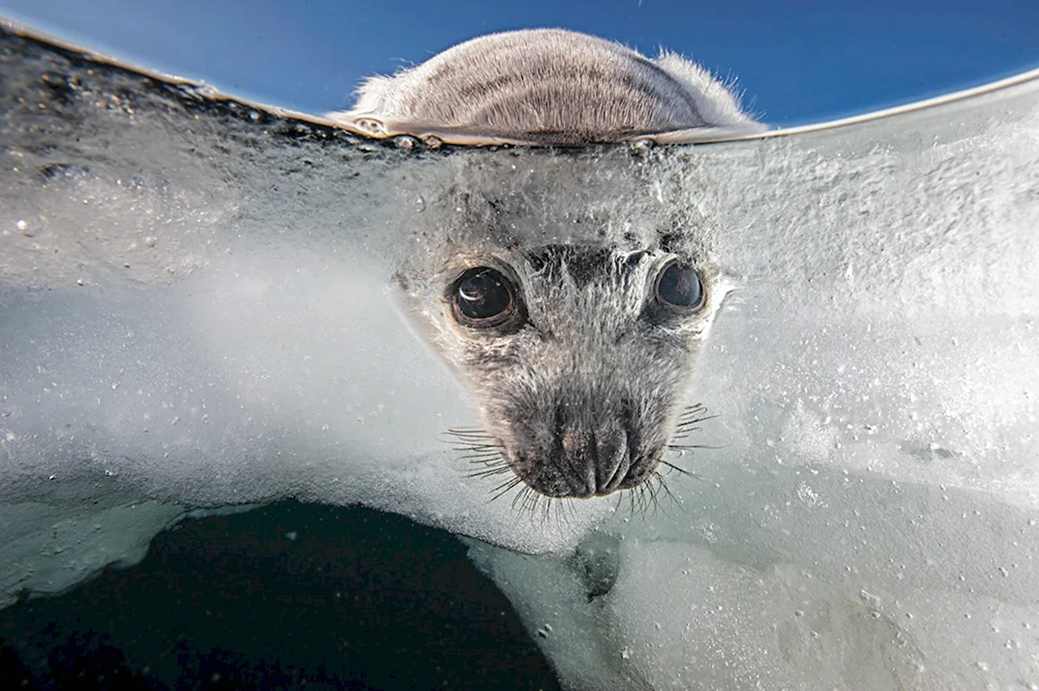Тюлень National Geographic