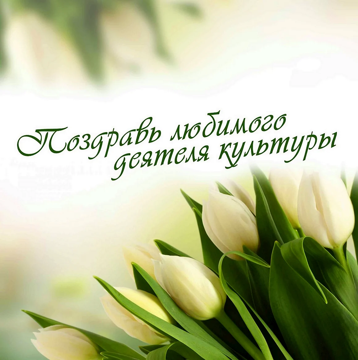 Тюльпан Herman Emmink