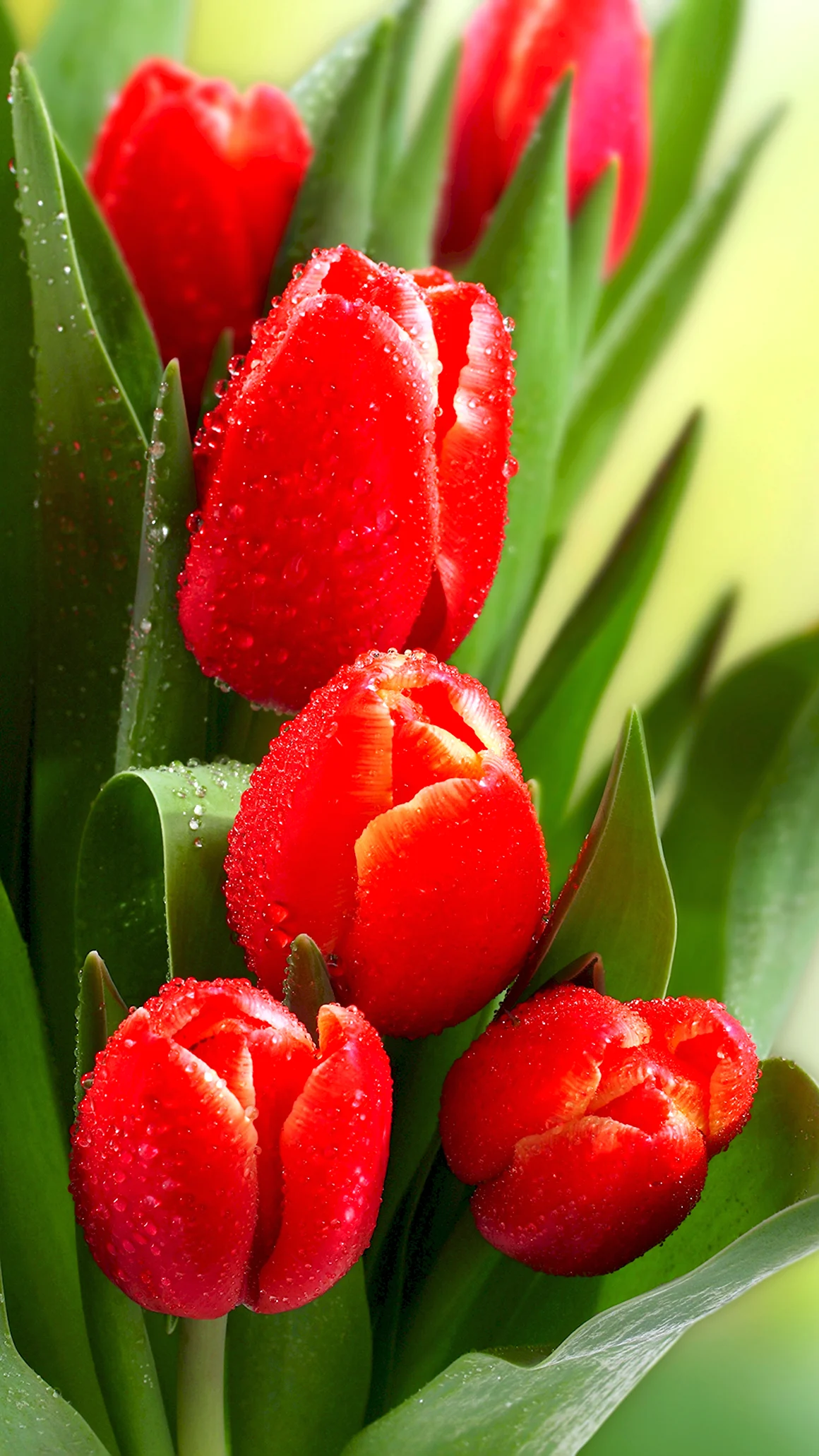 Тюльпан Tulipa