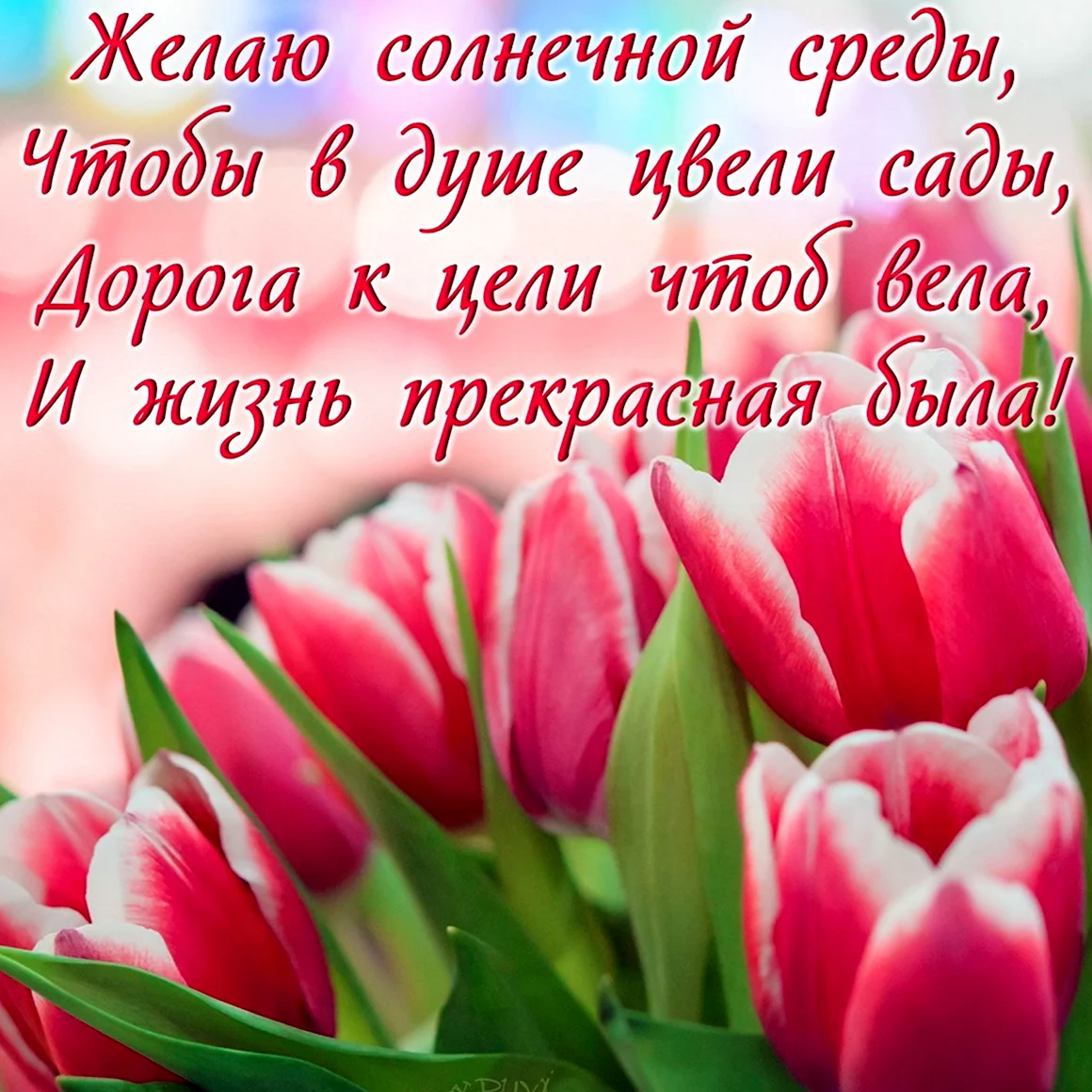 Тюльпаны