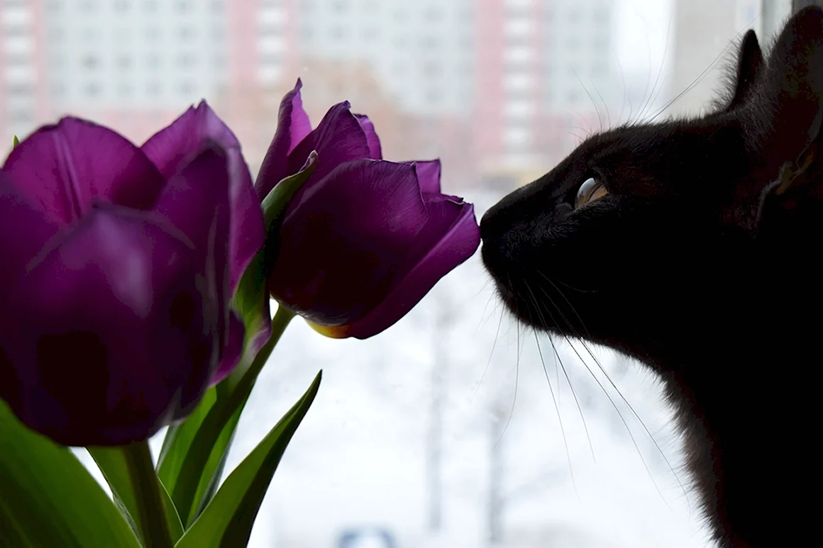 Тюльпаны и черный кот