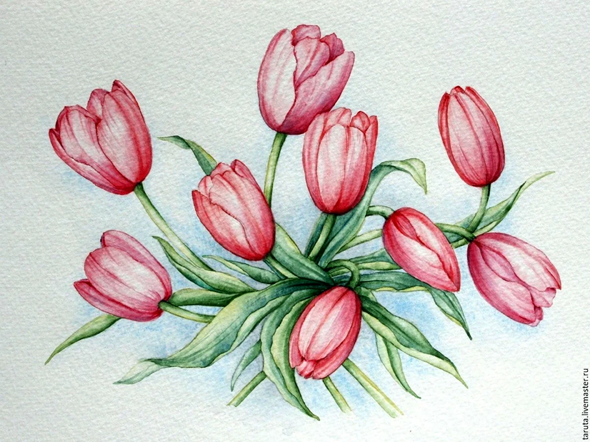 Тюльпаны рисунок