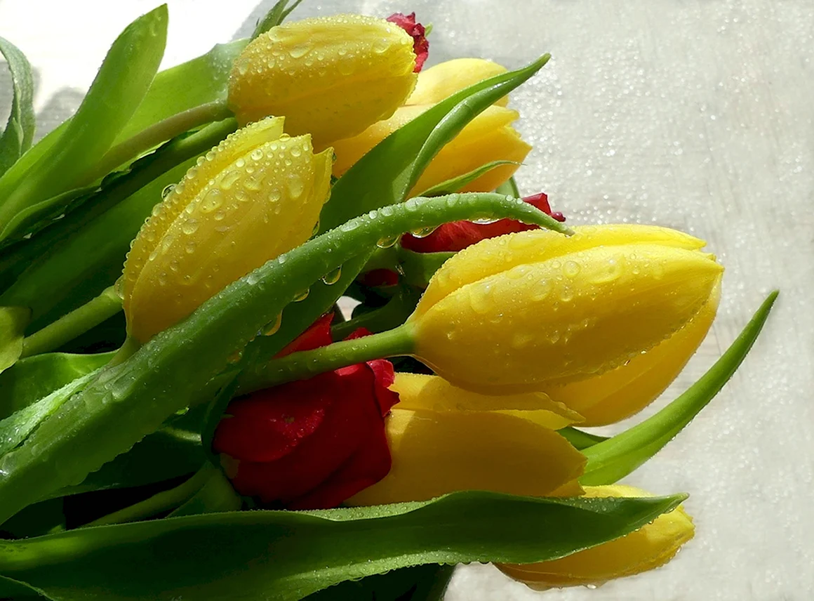 Тюльпаны с капельками воды