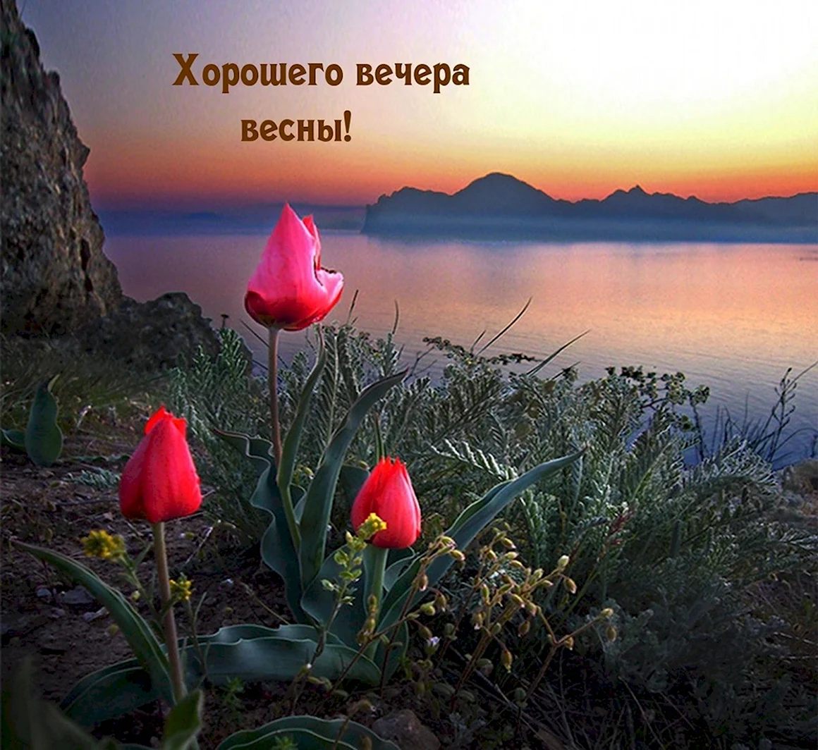 Тюльпаны в природе