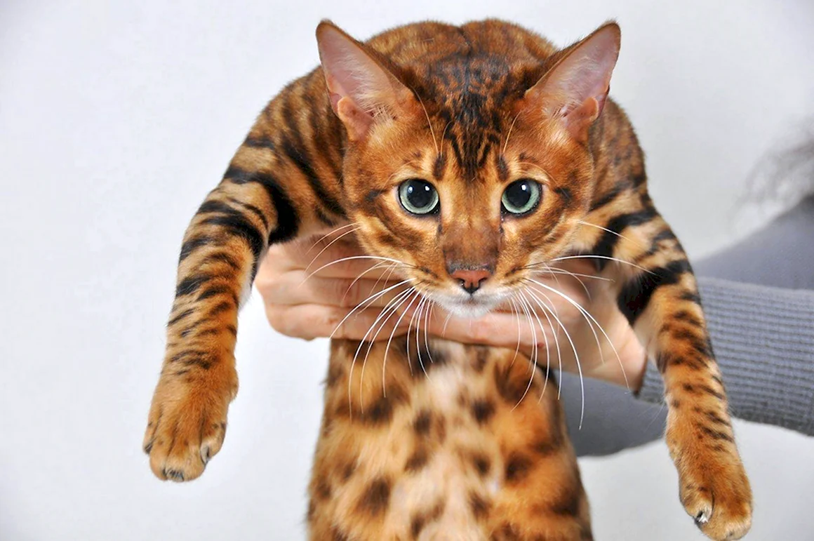 Тойгер кошка