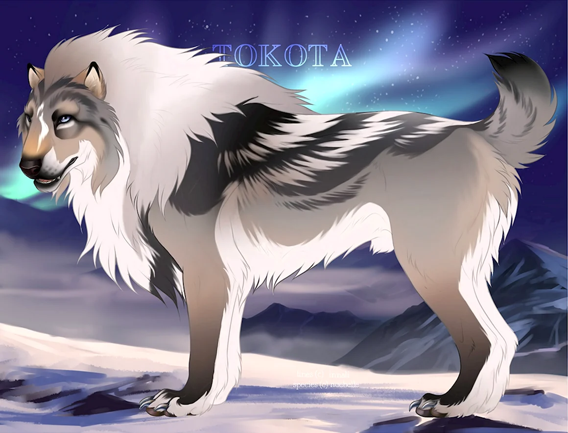 Tokota волки