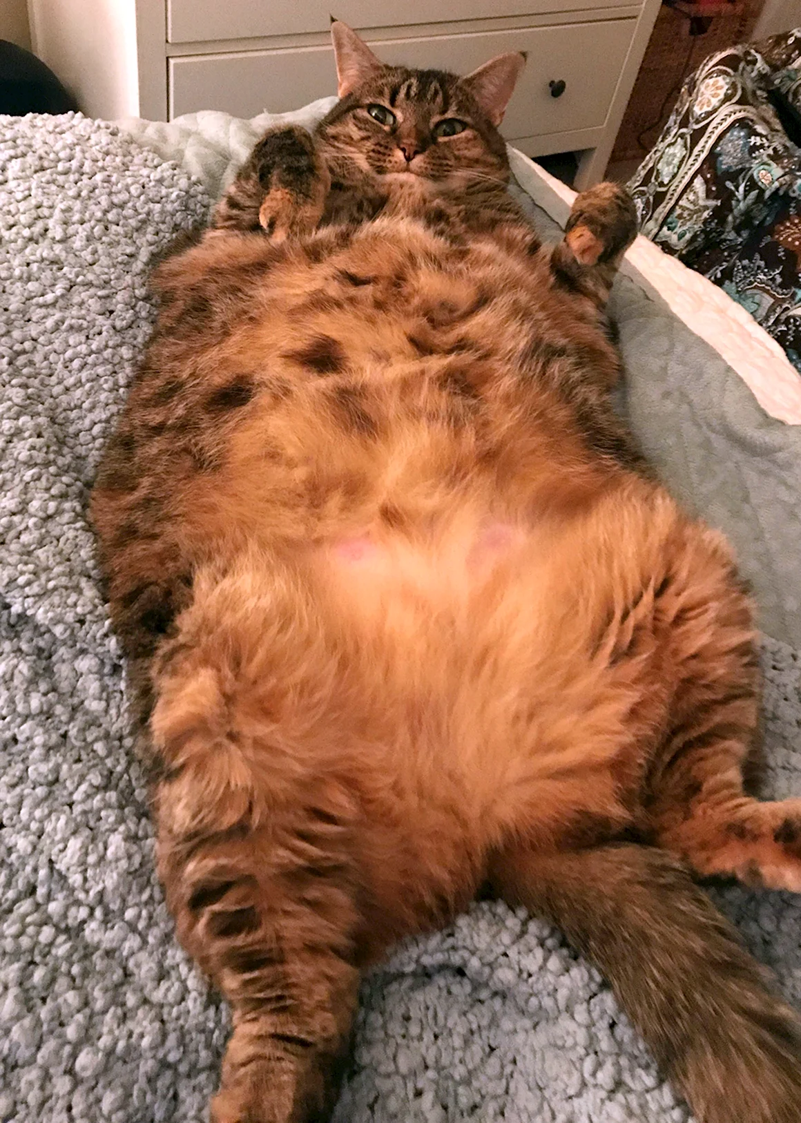 Толстые котики