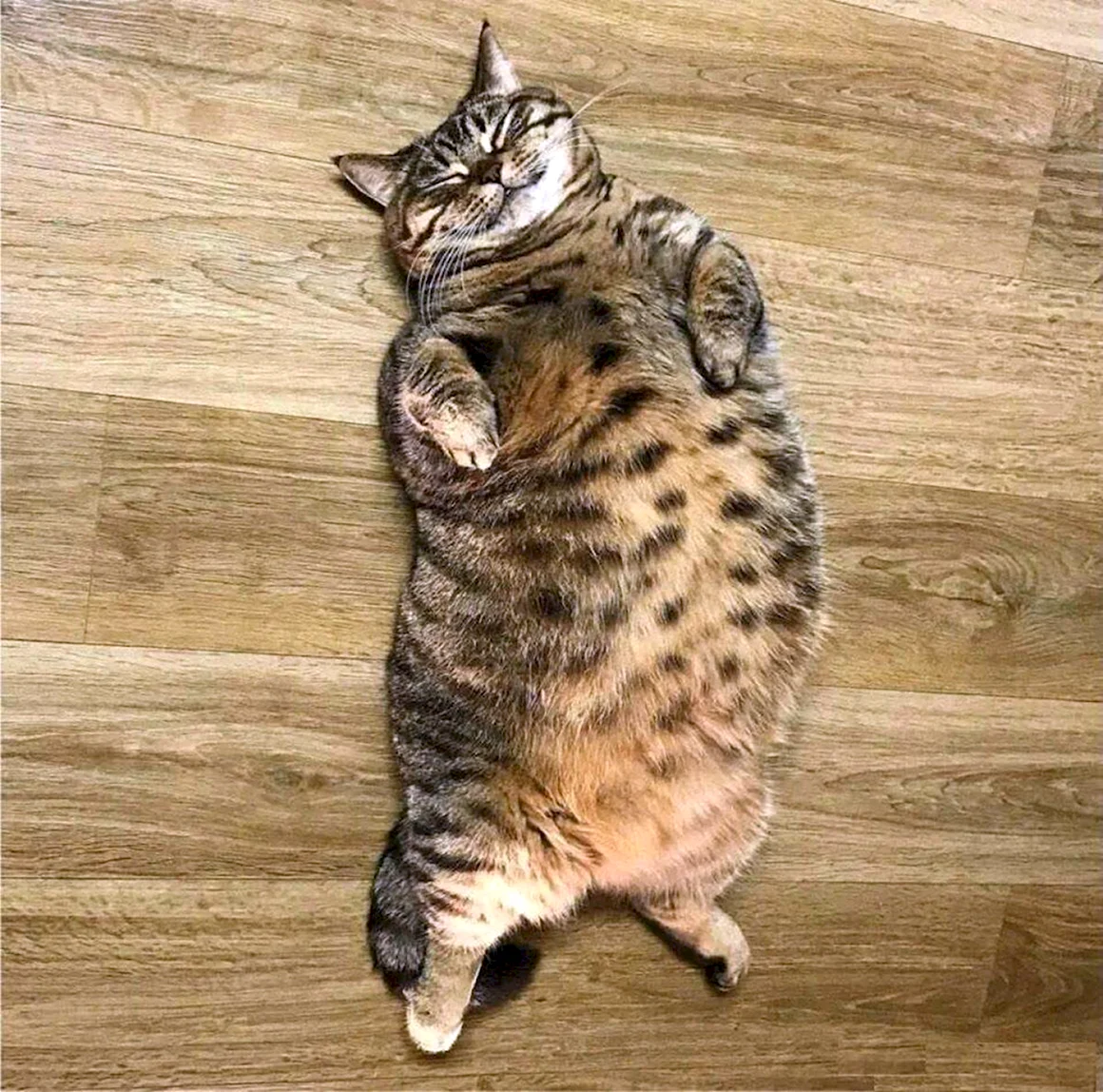 Толстый кот