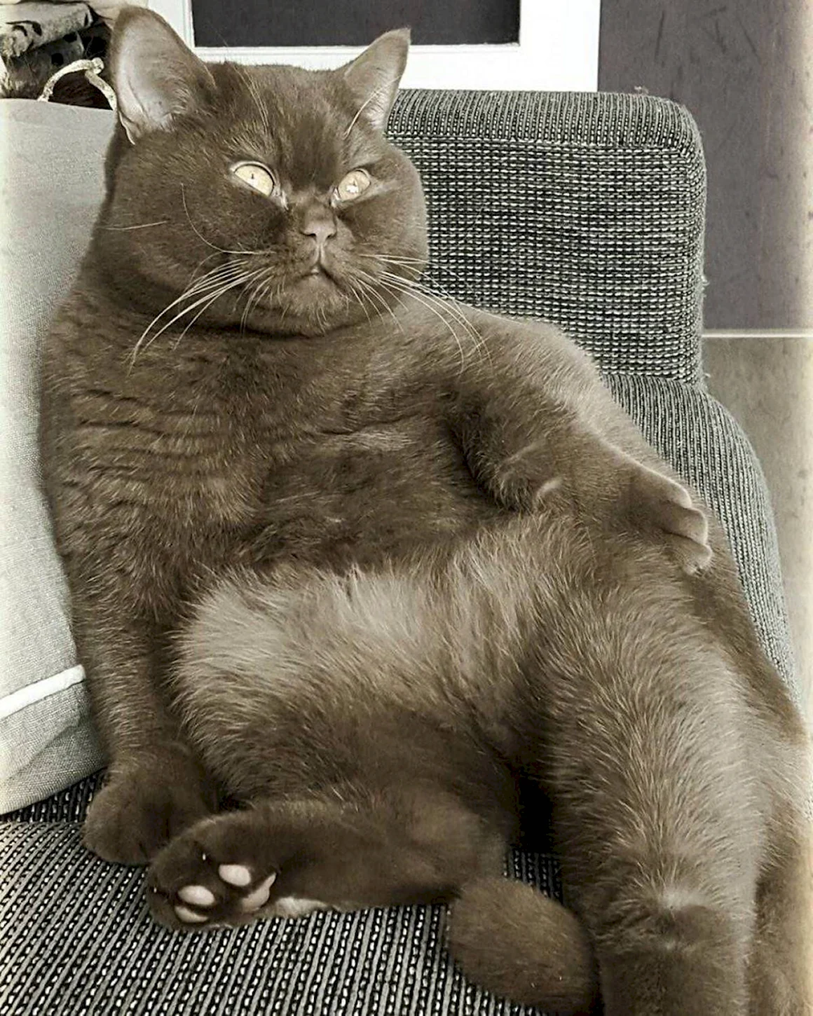 Толстый кот