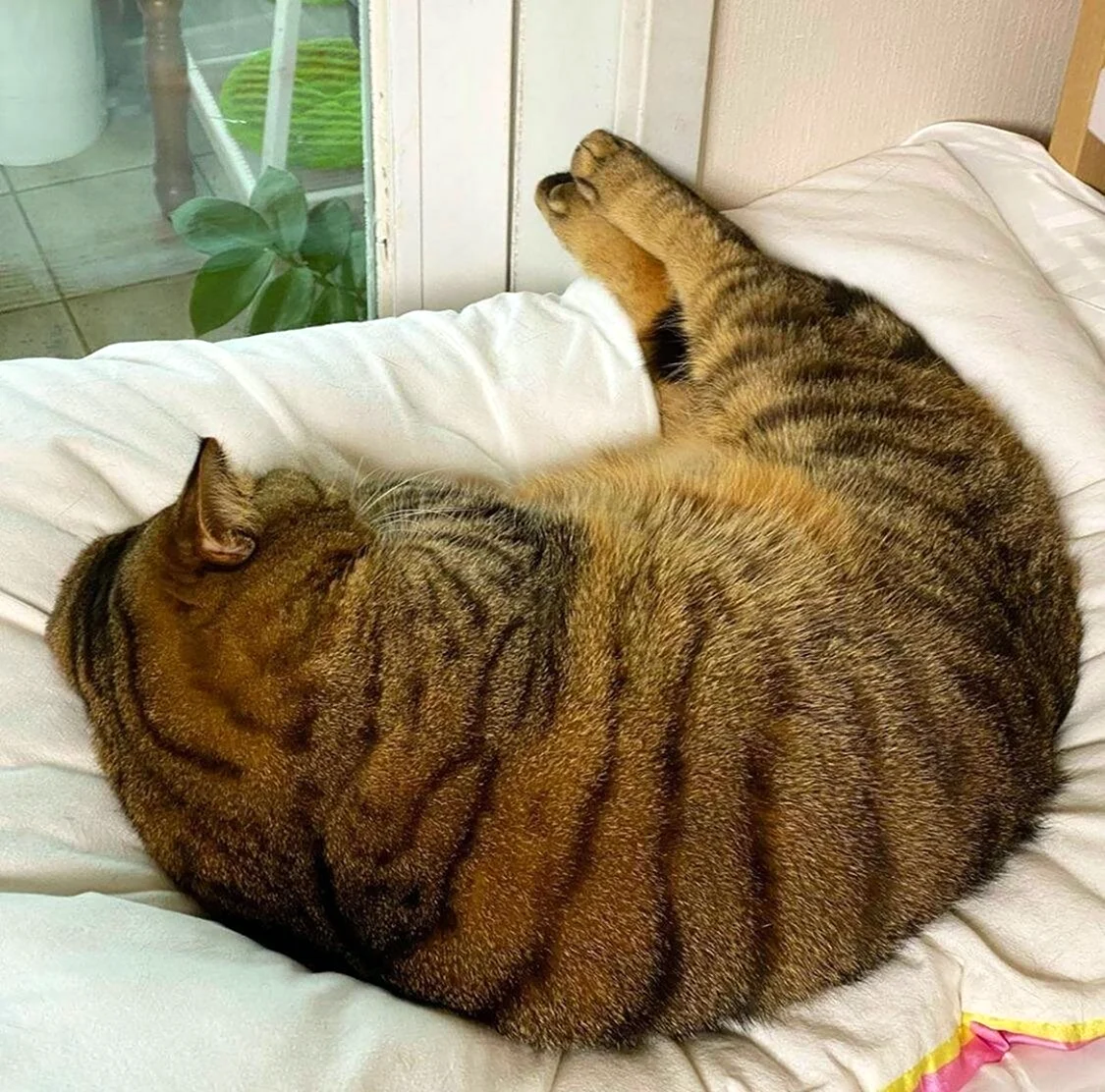 Толстый кот