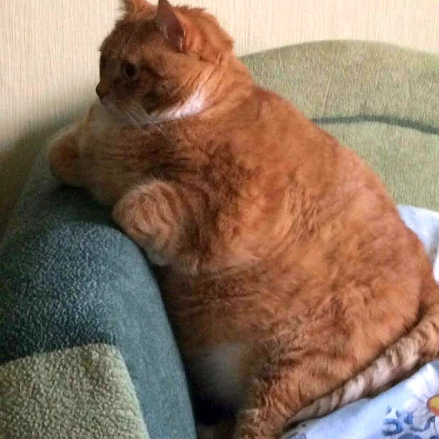 Толстый кот