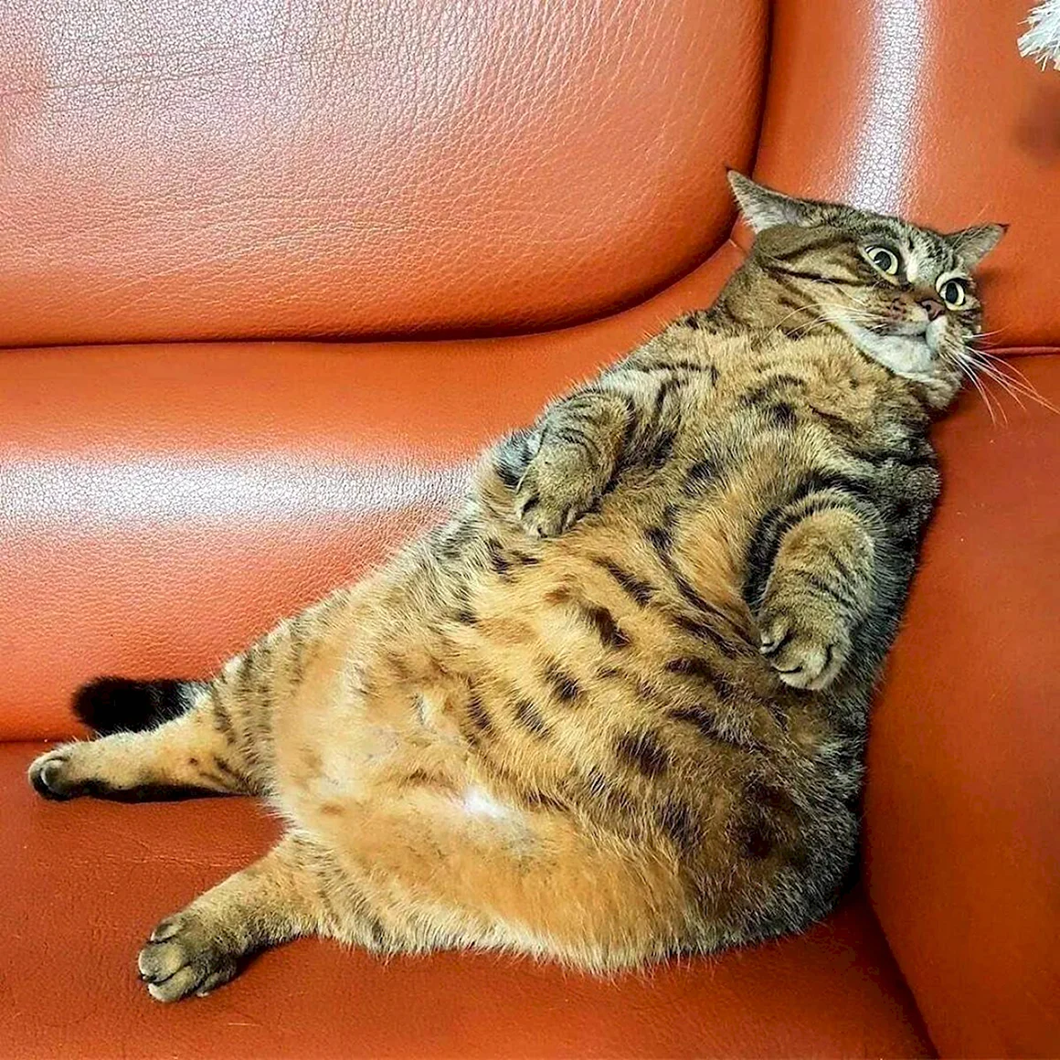Толстый котик