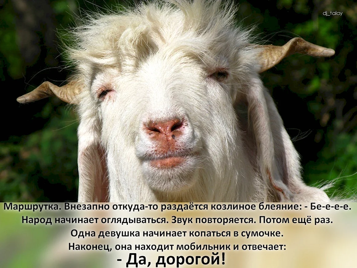 Толстый козел