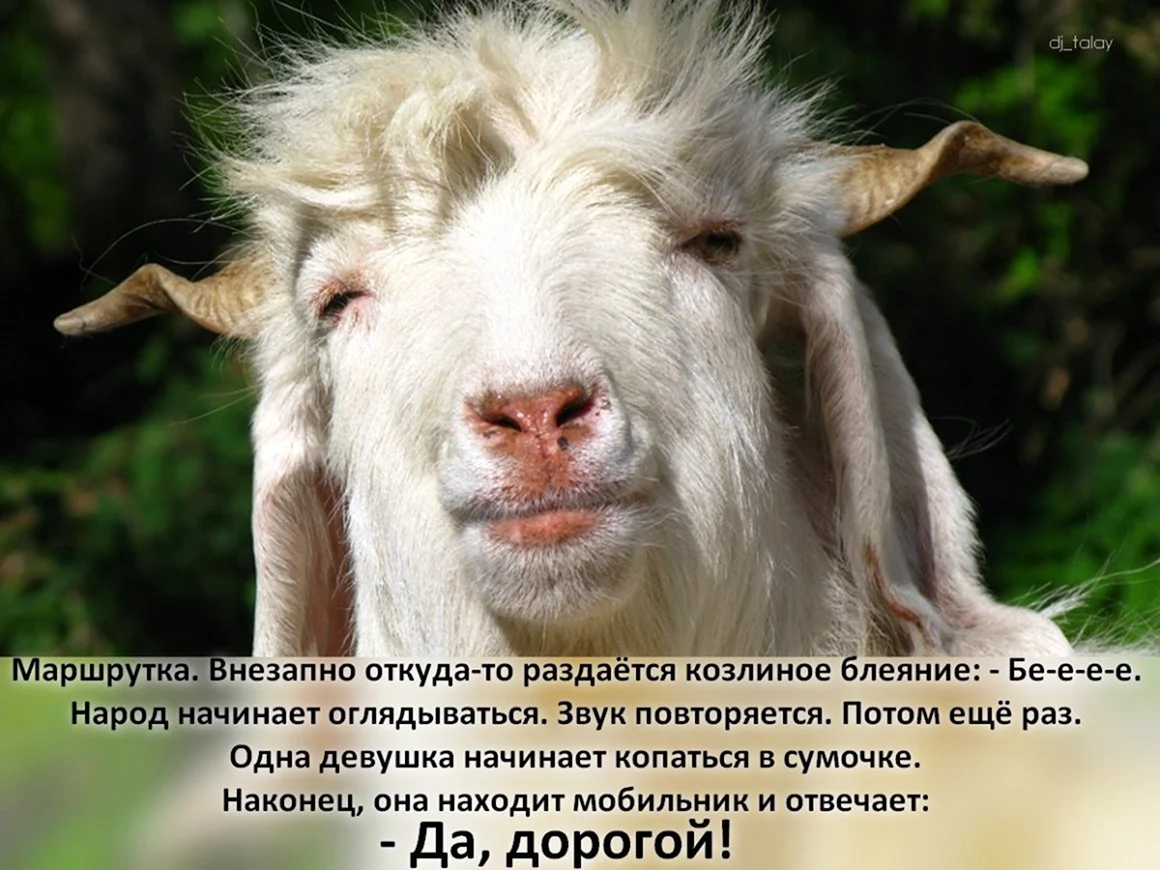 Толстый козел