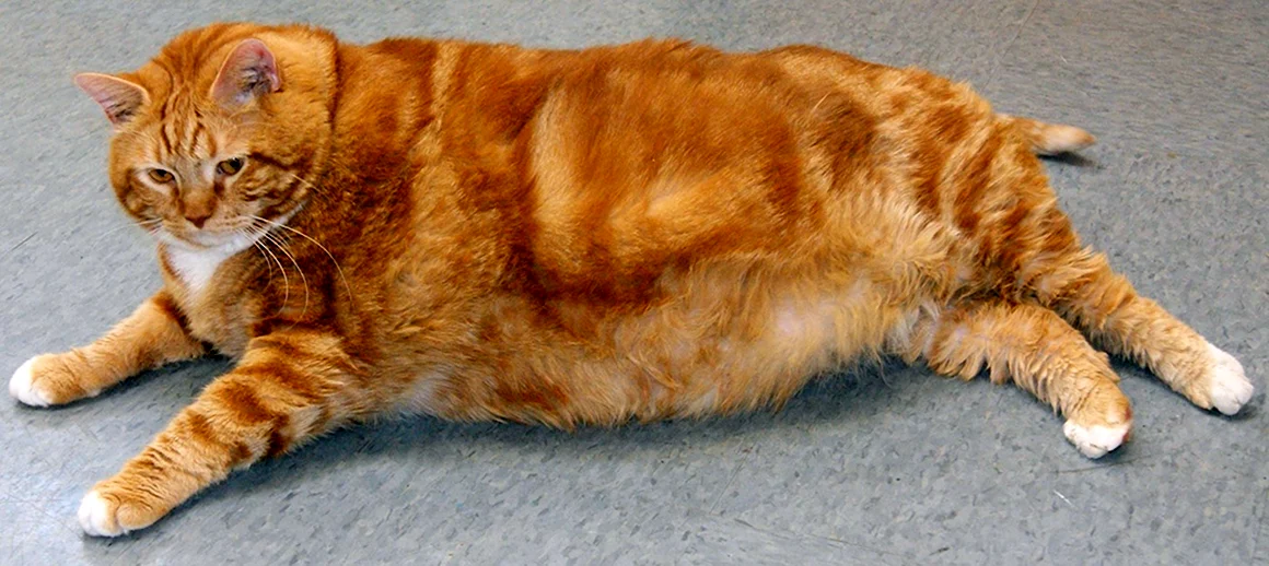 Толстый рыжий кот