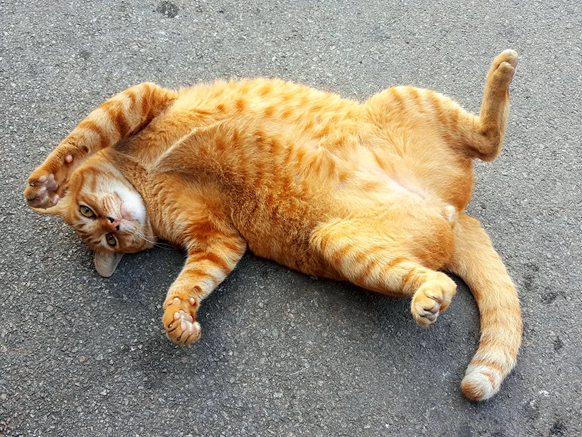 Толстый рыжий кот