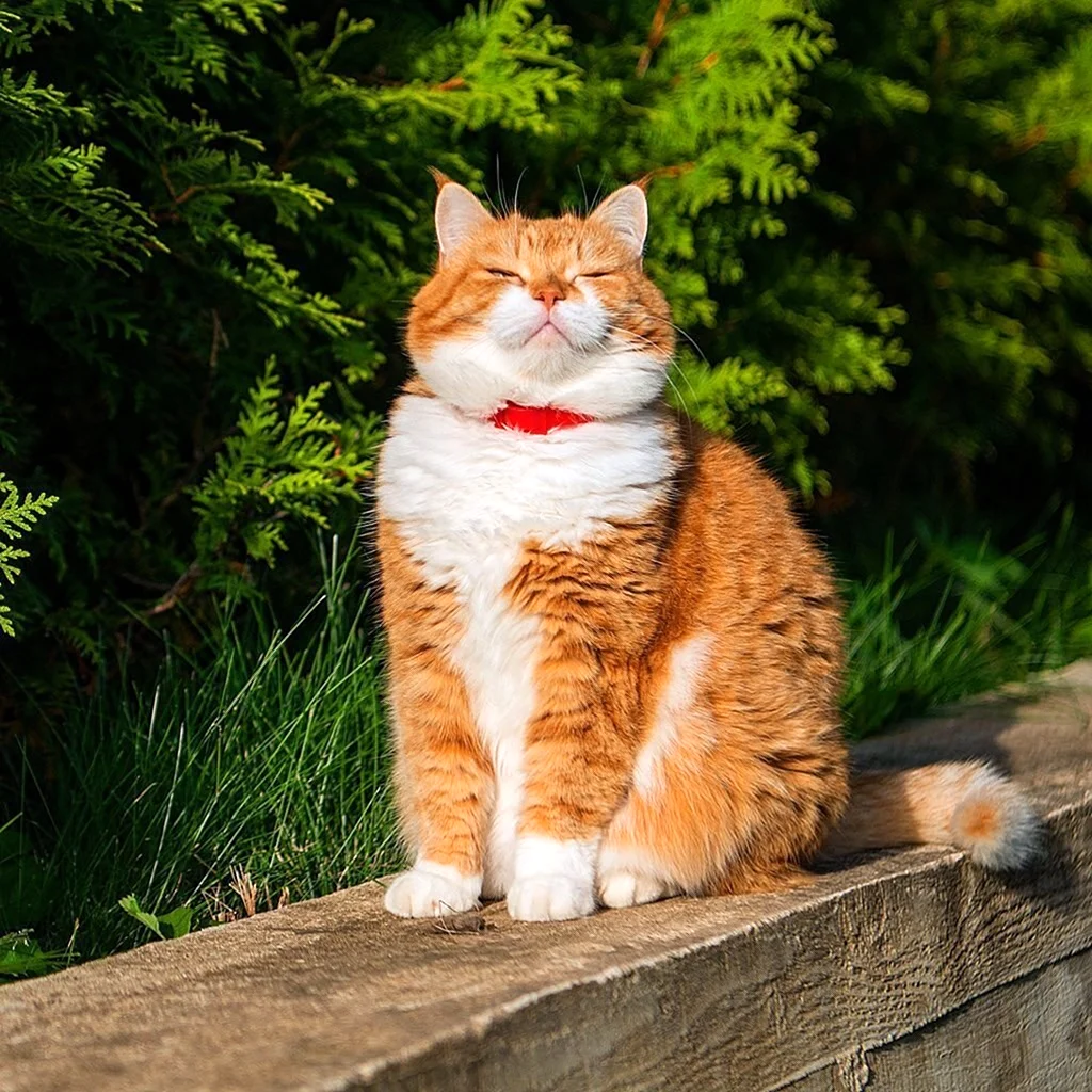 Толстый рыжий кот