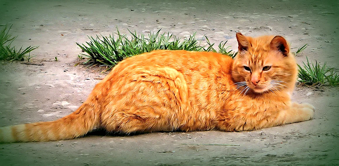 Толстый рыжий кот