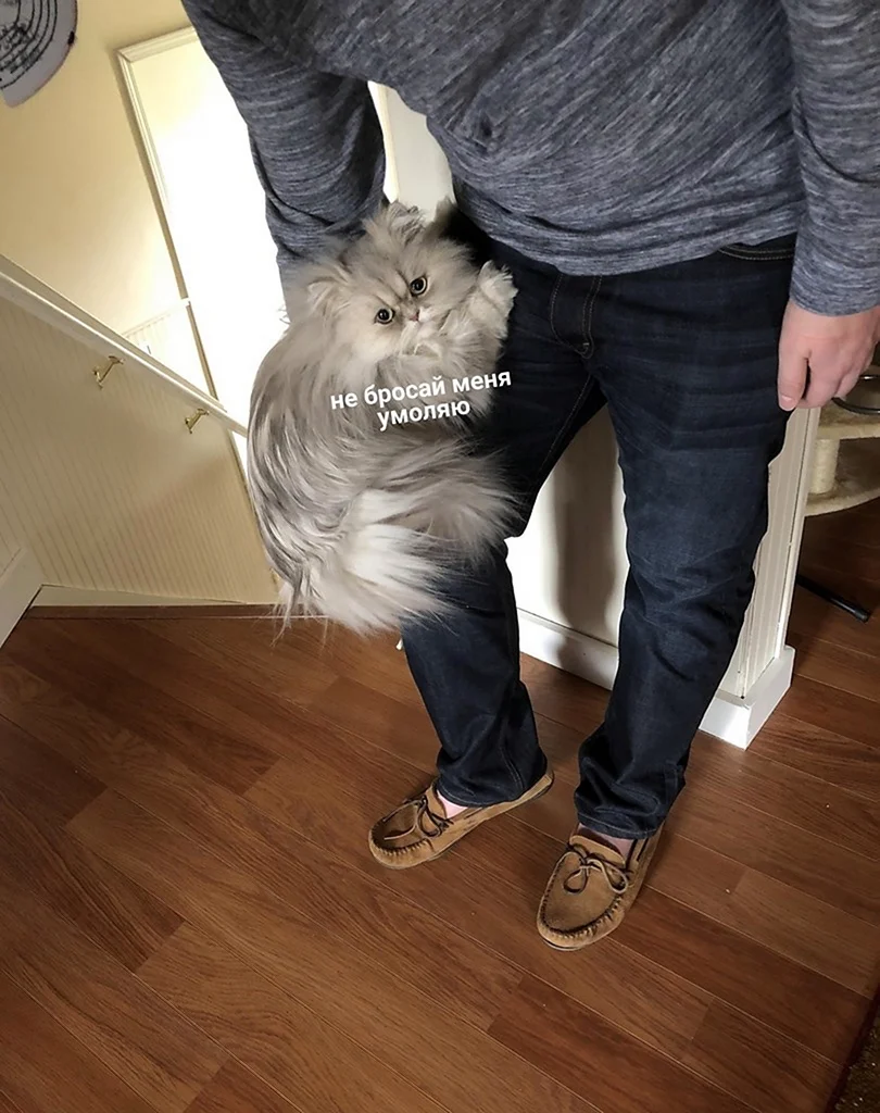 Тр ли кошка то ли собака