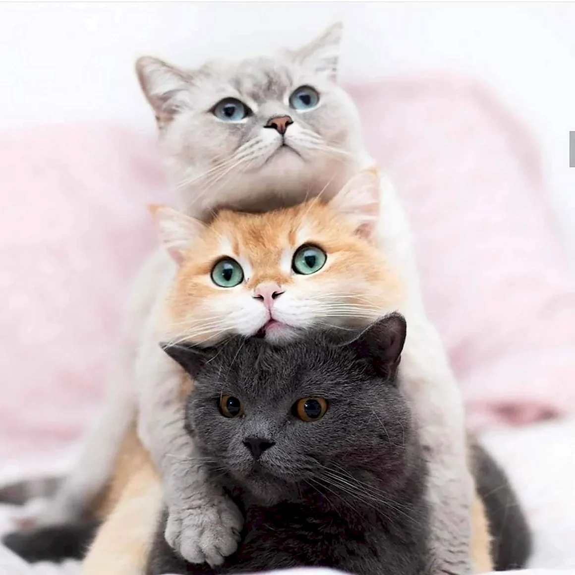 Три кошки