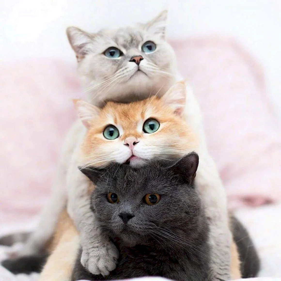 Три кошки